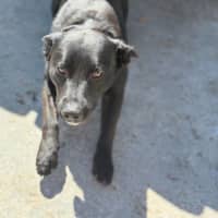 Photo of Bear   14 Month Old Labrador X