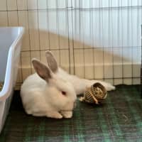 Photo of Stuart Little