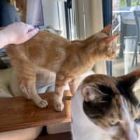 Photo of Pippin