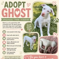 Photo of Ghost