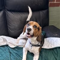 Photo of Elvis