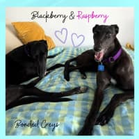 Photo of Blackberry & Raspberry