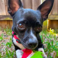 Photo of Lola
