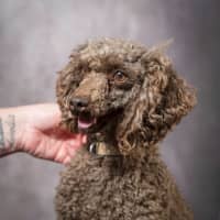 Photo of Bradley
