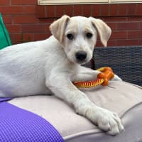 Photo of Finchie