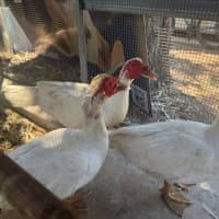 Photo of 3 Muscovy Ducks