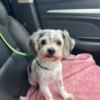 Photo of Gordy/Gordon