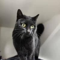 Photo of 🌮 Frankie 6184 🌮