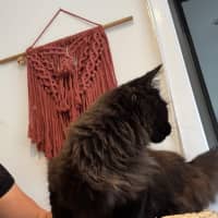 Photo of Stitch Meet Me@Petstock Hastings Store