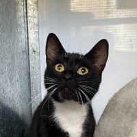 Photo of Shadow