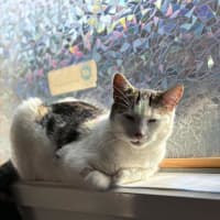 Photo of Tinkerbell 