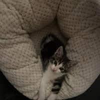 Photo of Lenni   In Foster In Oak Park