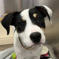 Photo of Spoopy (Was Bilby)