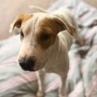 Photo of Toffee Twist