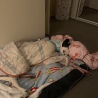 Photo of Patch The Greyhound