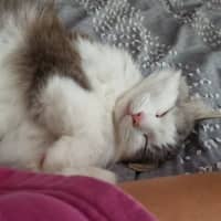 Photo of Nala