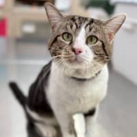 Photo of Whiskey (9028)