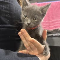 Photo of Astro
