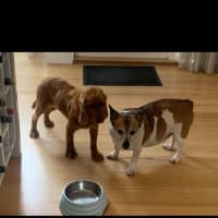 Photo of Phoebe Cocker Spaniel