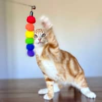 Photo of Monkey   Located In Templestowe