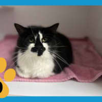Photo of Missy Moo