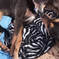 Photo of Rocky & Max   8 & 6 Year Old Kelpies