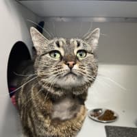 Photo of Sweet Pea