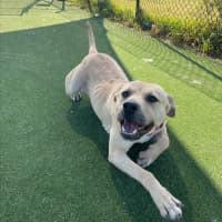 Photo of Alita Imp 1811