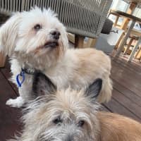 Photo of Honey   15 Year Old Cairn Terrier