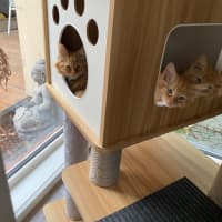 Photo of Blaze  Meet Me At Pet Stock Chelsea