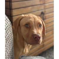 Photo of Dior *$350 Adoption Fee*