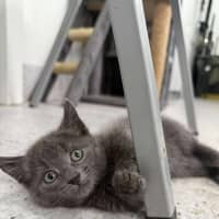 Photo of Pebbles