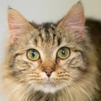Photo of Megatron