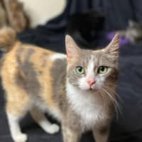 Photo of Lola   2 Year Old Manx X Dsh Dilute Calico