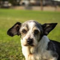 Photo of Gizmo Peggotty