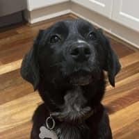 Photo of Roxie