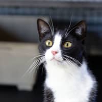 Photo of Leo And Lacy   Bonded Pair