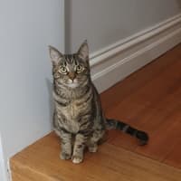 Photo of Starfire   In Foster Care In Brunswick