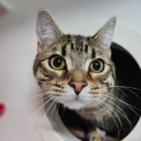 Photo of Percy