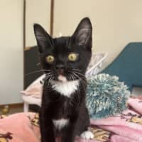 Photo of Nacho Available 19/11/24