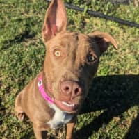 Photo of Jade Imp 1699