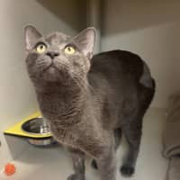 Photo of Atlas 