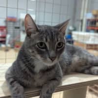 Photo of Ryder**2nd Chance Cat Rescue**