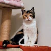 Photo of Salsa