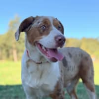 Photo of Nova