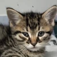 Photo of Milo