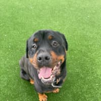 Photo of Bouncer Imp 1457