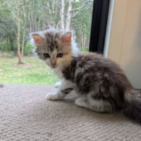 Photo of Tiny Dancer