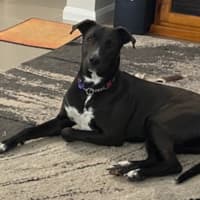 Photo of Zala   1 Year Old Border Collie X Kelpie