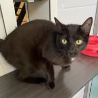 Photo of Spot